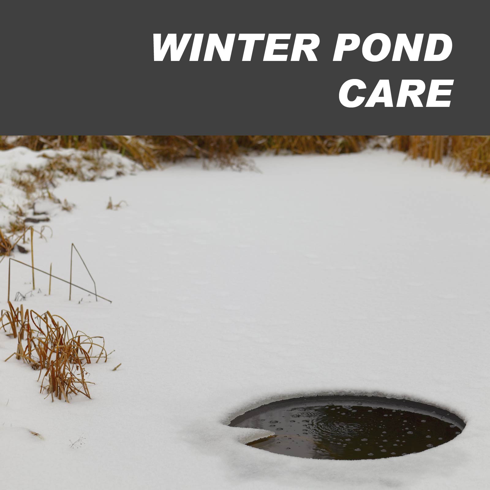 Pond Winter Care